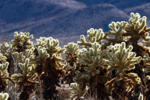 Cactus de colza —  Fotos de Stock