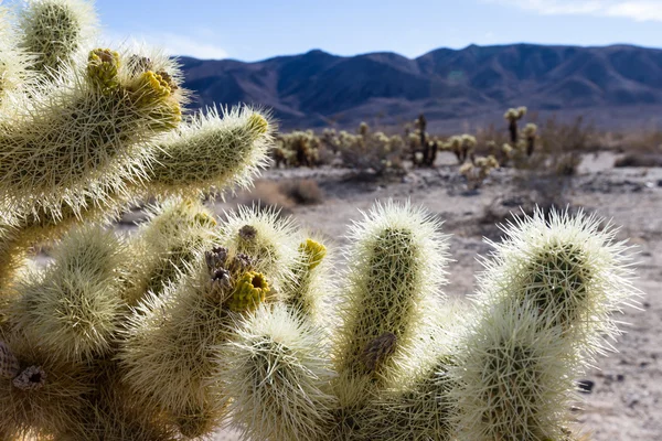 Cholla Cactus — Stock Photo, Image