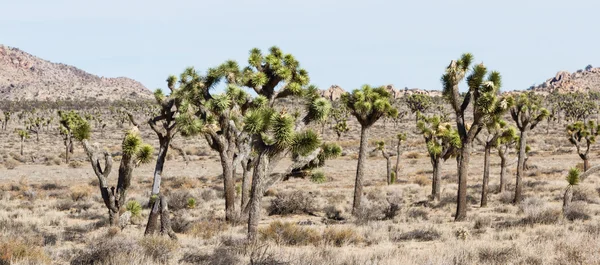 Joshua Trees — Stock Photo, Image