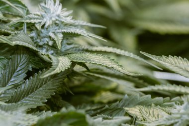 Marijuana bitkisi