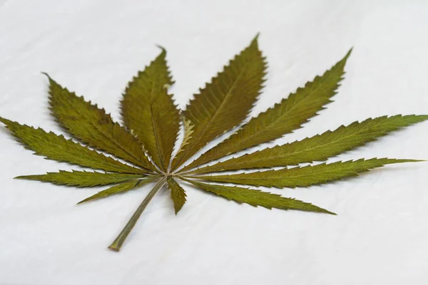 Klassiska marijuana blad — Stockfoto