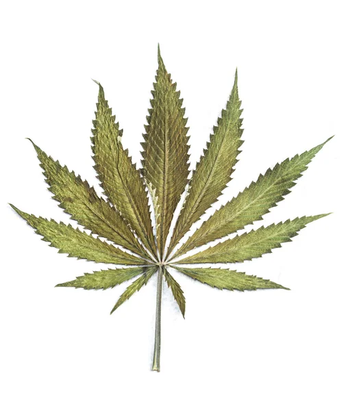 Classic marijuana leaf — Stock Photo, Image