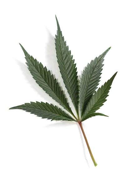 Klassiska marijuana blad — Stockfoto