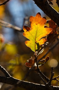Sonbahar Yaprakları 