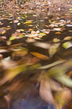 hareketli sonbahar yaprakları