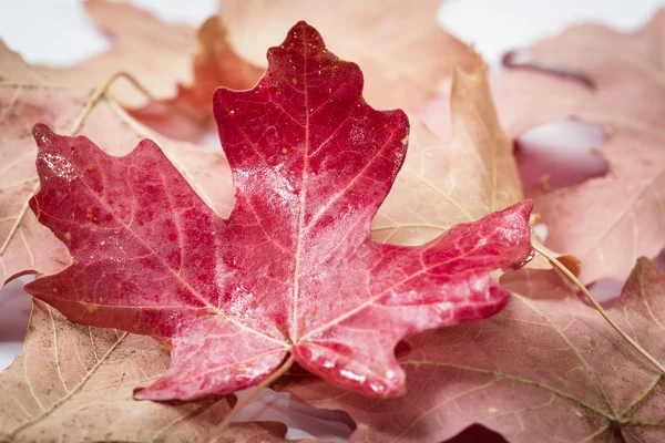 Herfstblad — Stockfoto