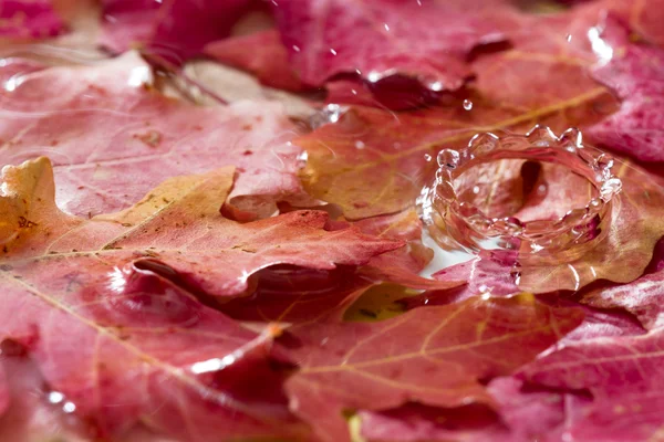 水のしぶきと秋の葉 — ストック写真