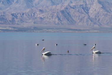 Amerikan Beyaz Pelikanı (Pelecanus erythrorhynchos)