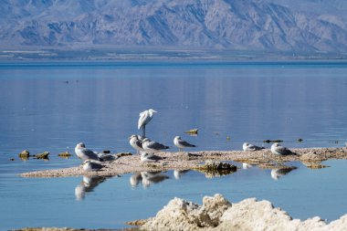 Salton Denizi kuşlar 