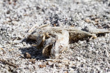 Ölü balık - Salton Denizi