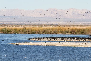Kulaklı dalgıç, Salton Denizi, Kaliforniya