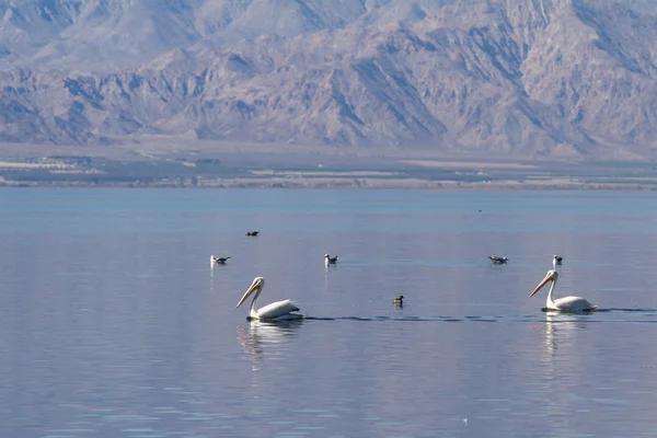 Pellicano bianco americano (Pelecanus erythrorhynchos) — Foto Stock