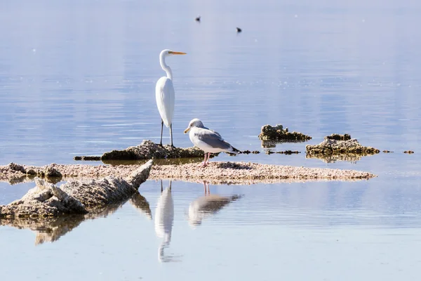 Gran Garza (ardea alba) —  Fotos de Stock