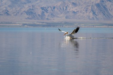 Amerikan Beyaz Pelikanı (Pelecanus erythrorhynchos)