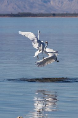 Büyük Egret (ardea alba)