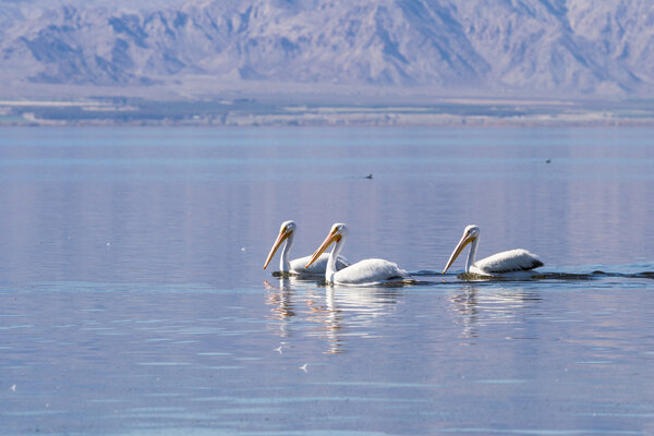 Американский белый пеликан (Pelecanus erythrorhynchos)