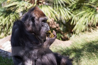 Gorilla - (Gorilla gorilla) clipart