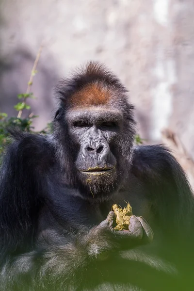 Gorilla - (Gorilla gorilla) — Stock Photo, Image