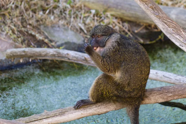 Allen's swamp monkey — Stock Photo, Image