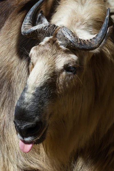 보 였 어-Budorcas taxicolor tibetana — 스톡 사진