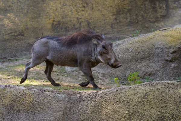 Vårtsvin - phacochoerus africanus — Stockfoto