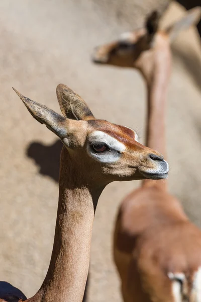 Gerenuk meridionale — Foto Stock