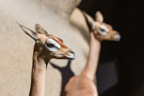 Південна gerenuk — стокове фото