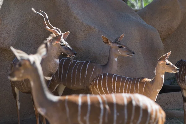 Greater kudu — Stock Photo, Image