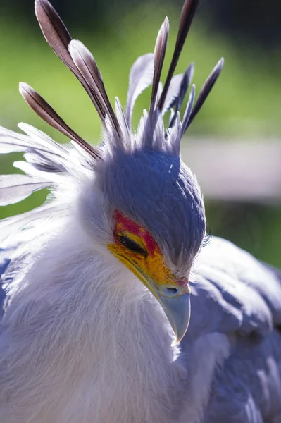 Secretaris vogels — Stockfoto