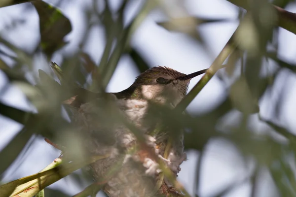 Kolibri nistet — Stockfoto