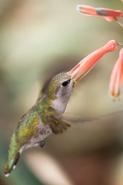 Schwarzkinn-Kolibri — Stockfoto