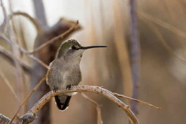 Női Feketetorkú kolibri — Stock Fotó