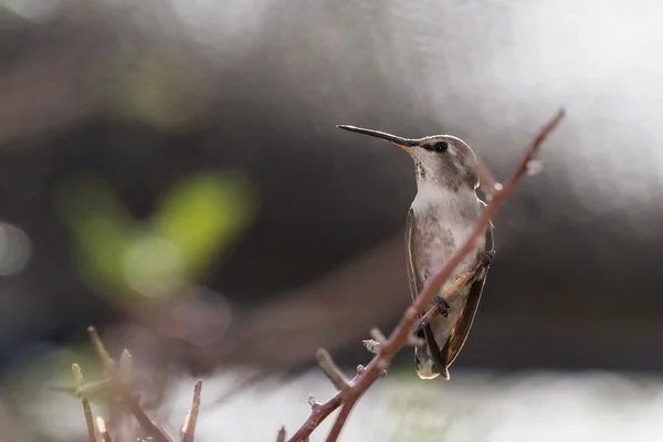 Női Feketetorkú kolibri — Stock Fotó