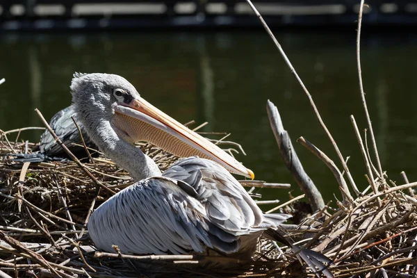 Pelican - Pelecanidae — Stock Photo, Image