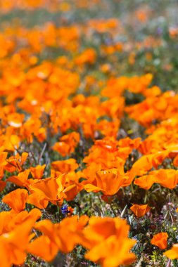 California Poppies -Eschscholzia californica clipart