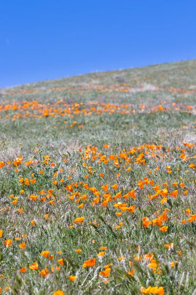 Kalifornien vallmo - Eschscholzia californica — Stockfoto