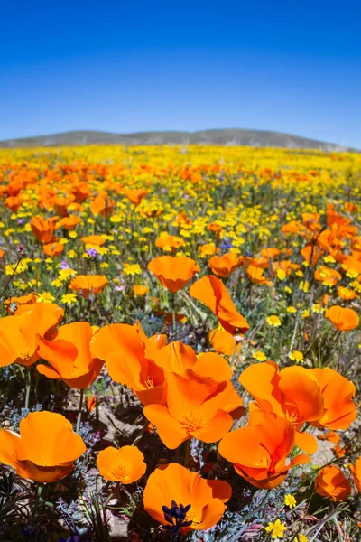 California Poppies-Eschscholzia californica —  Fotos de Stock