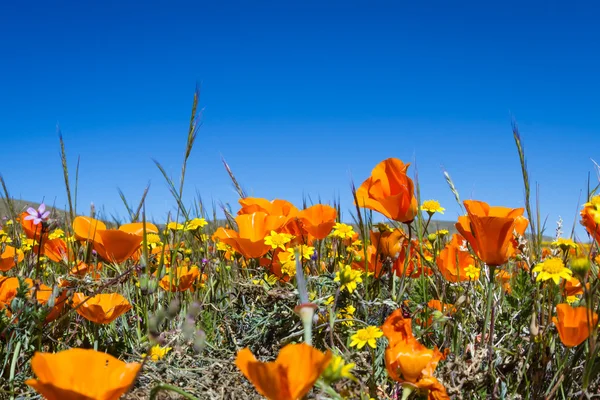 California Papaveri-Eschscholzia californica — Foto Stock