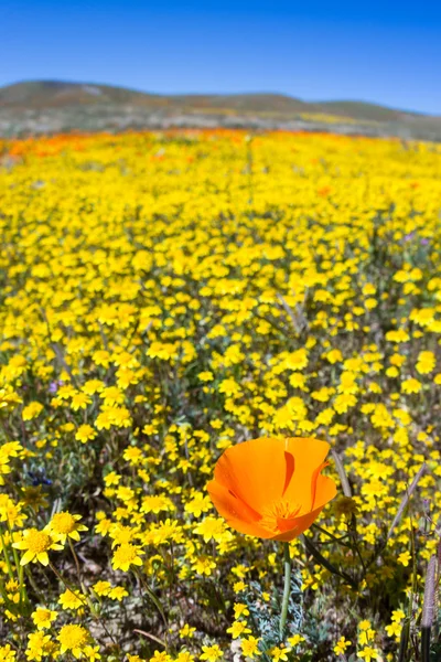 California Poppies-Eschscholzia californica — стоковое фото