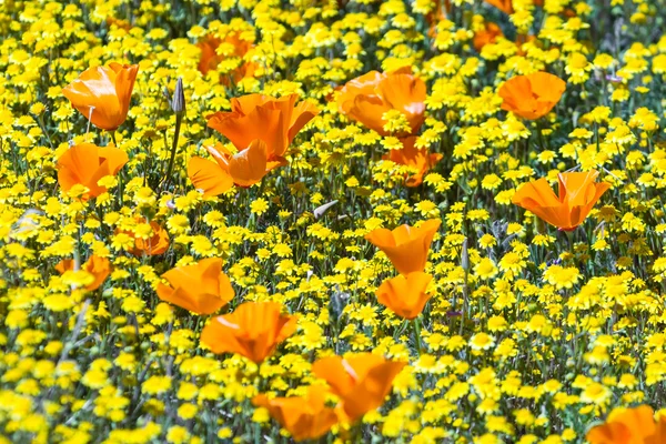 加州罂粟花-Eschscholzia 夜蛾 — 图库照片