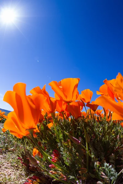 California Poppies-Eschscholzia californica —  Fotos de Stock