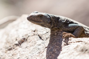 Ortak bukalemun - Sauromolus bırakmayın