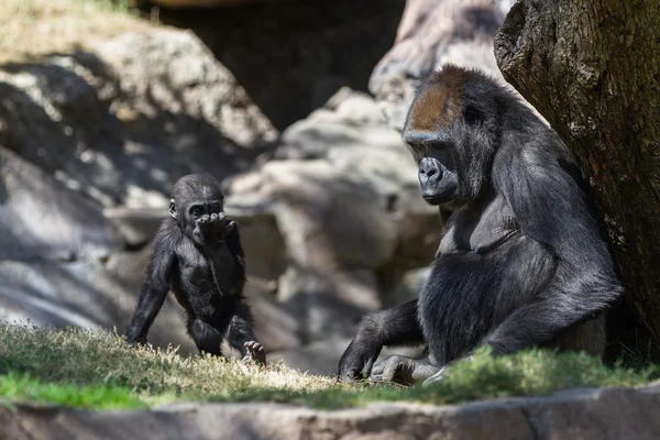 Baby gorilla e mamma — Foto Stock