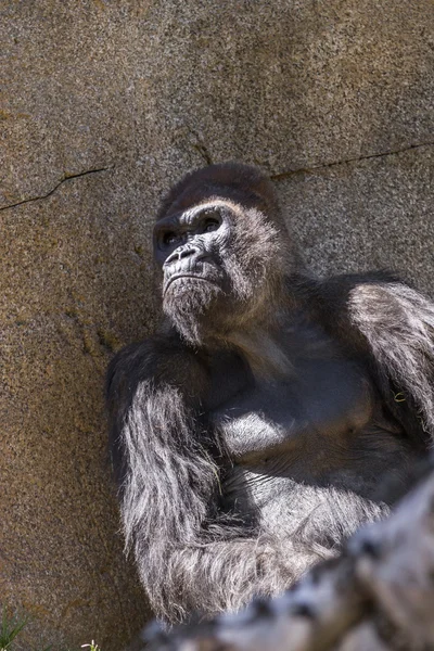 Gorila Occidental — Foto de Stock