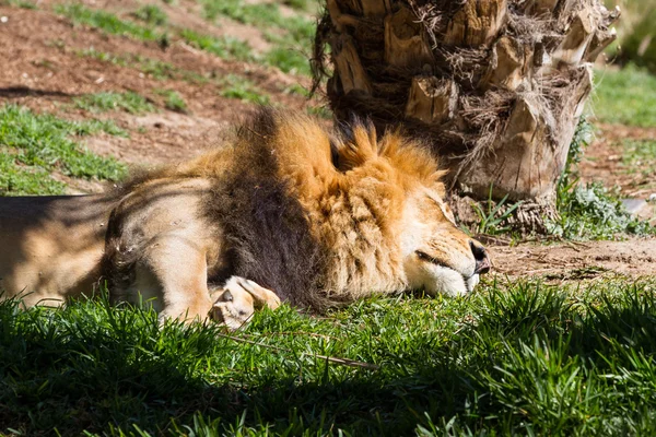 León macho — Foto de Stock