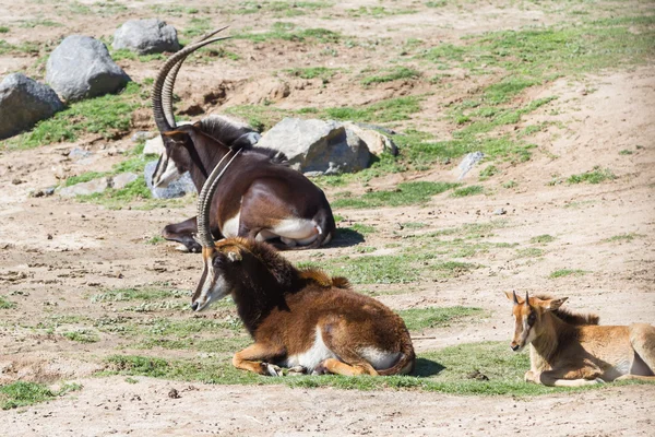 Sable antiloper - hippotragus niger — Stockfoto