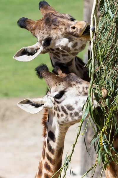 Giraffe - giraffe camelopardalis — Stock Photo, Image