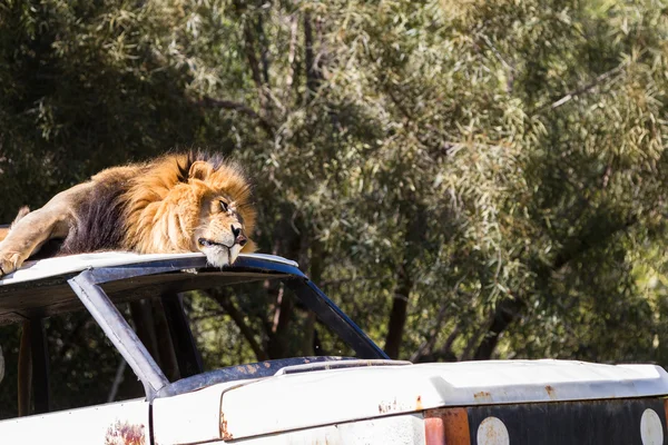 León macho — Foto de Stock