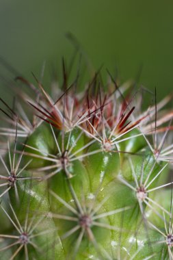 süs kaktüs arka plan 