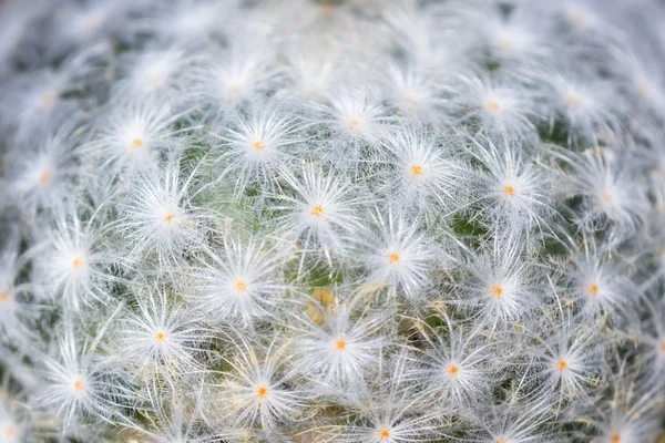 Ornamental cactus background — Stock Photo, Image